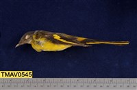 藏品(灰喉山椒鳥)的圖片